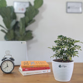 Schefflera miniature variegated, with 5.5 inches white decor pot